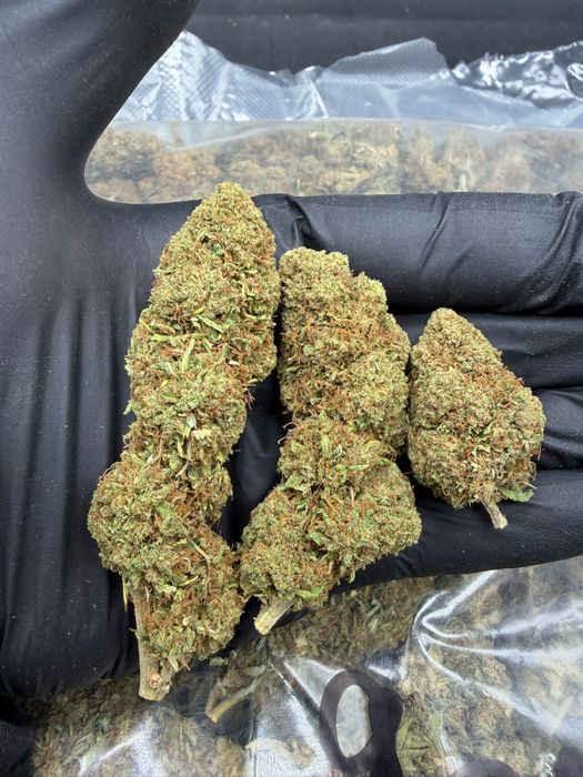 100g Biomasa CBD OG susz konopi włóknistej