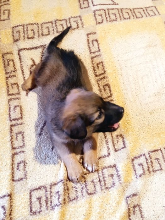 Цуценята невеликої породи,метиси