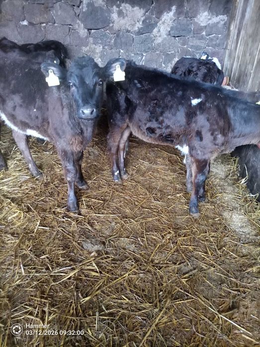 Sprzedam cielaki jałówki