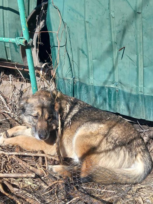 Молодая собака Лана около года стерилизована и привита