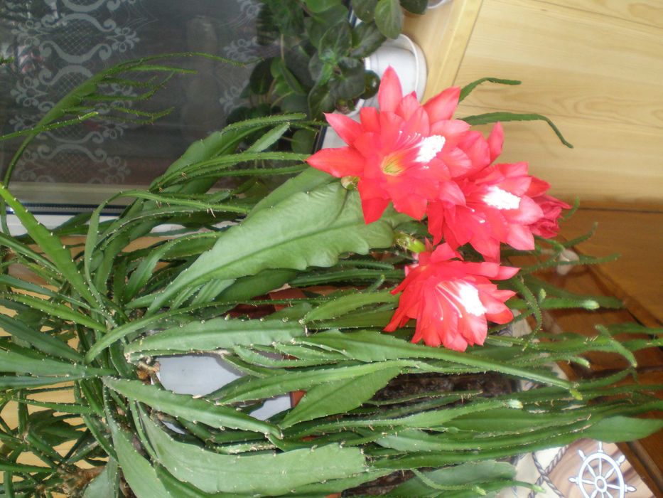 вазон квітковий єпифілюм