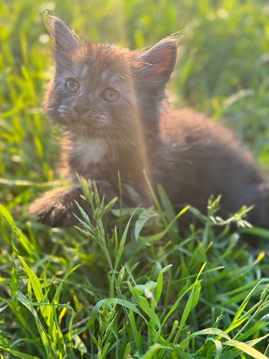 Гарні кошенята в доборі руки безкоштовно