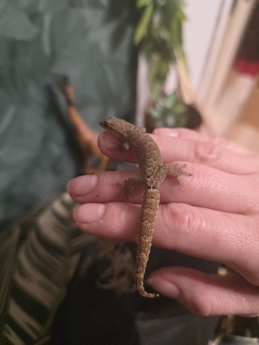 Gekony płaczące młodziaki