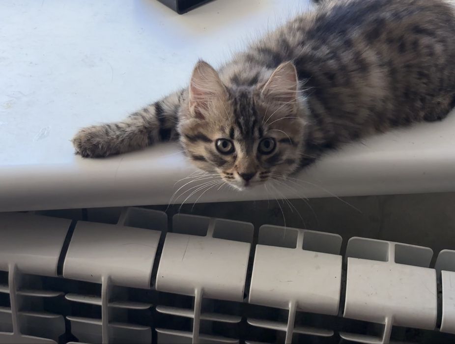 Маленький котик шукає сімʼю