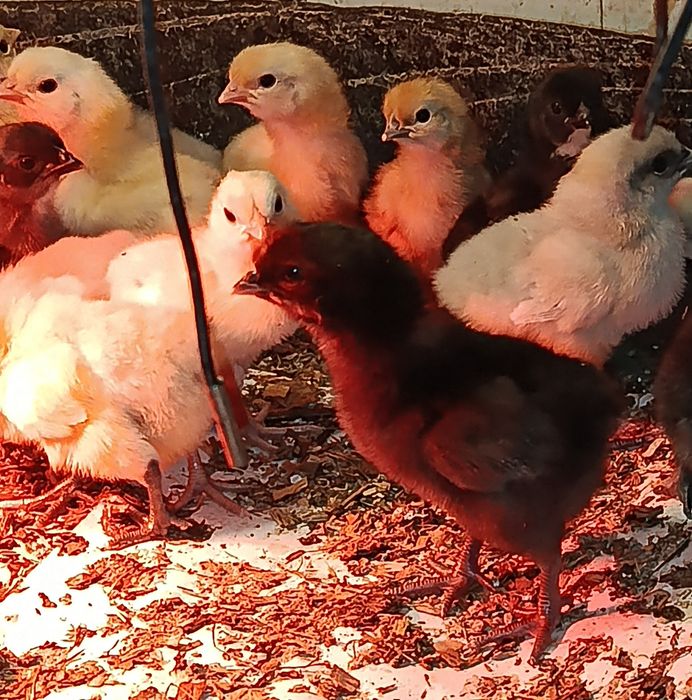 Продам добових курчат мішаних порід