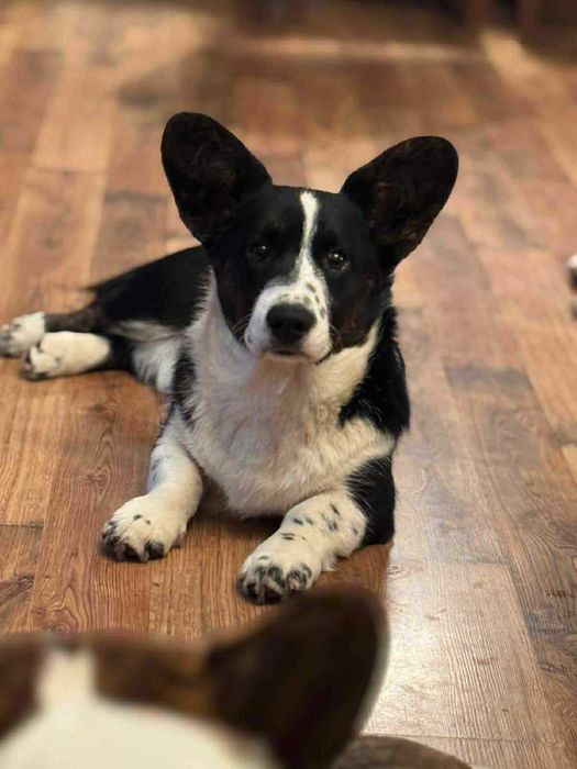 Welsh Corgi Cardigan FCI