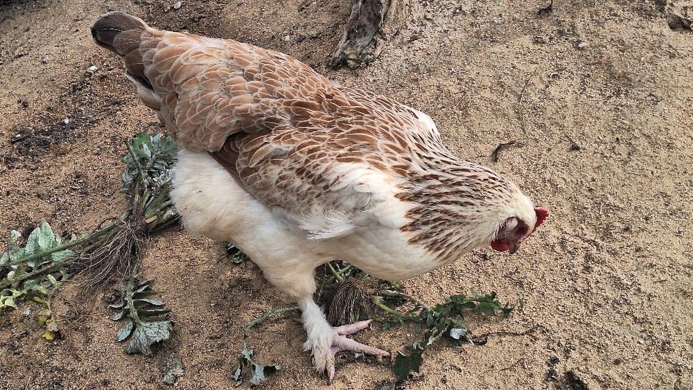 Galinha faverolle pura e outra cruzada