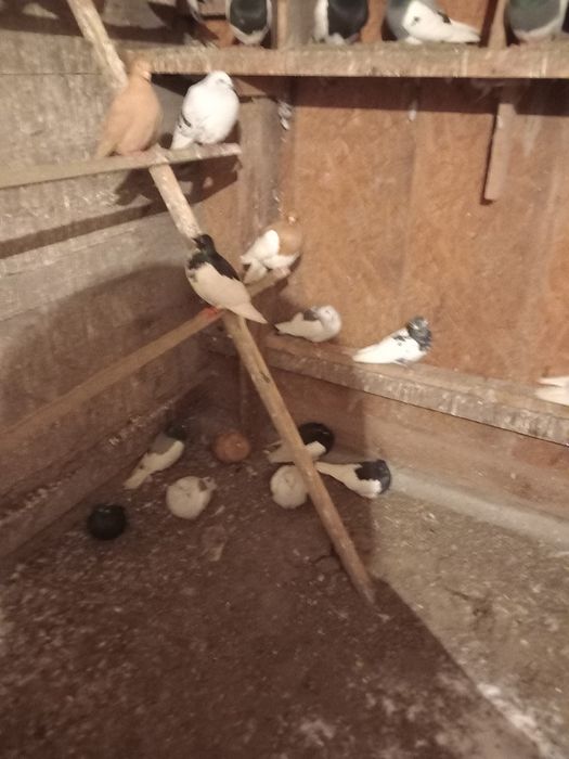 Sprzedam gołębie widoczne na zdjęciach