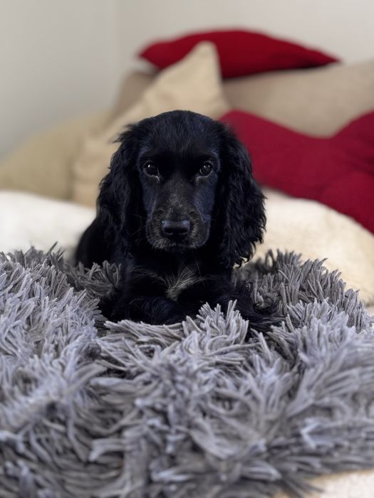 ROXY Cocker Spaniel Angielski - suczka