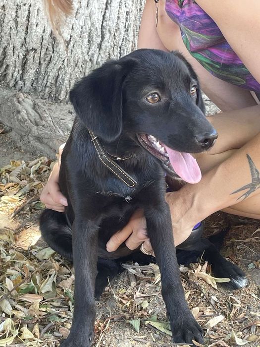 Ищу дом для маленькой собачки