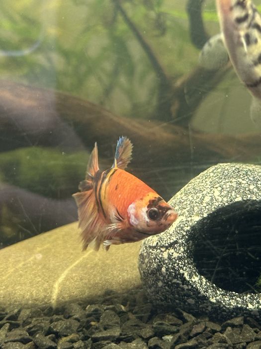 Півник кої рибки