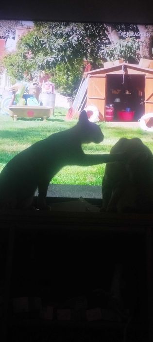 Para dar 2 gatinhos com 1 ano