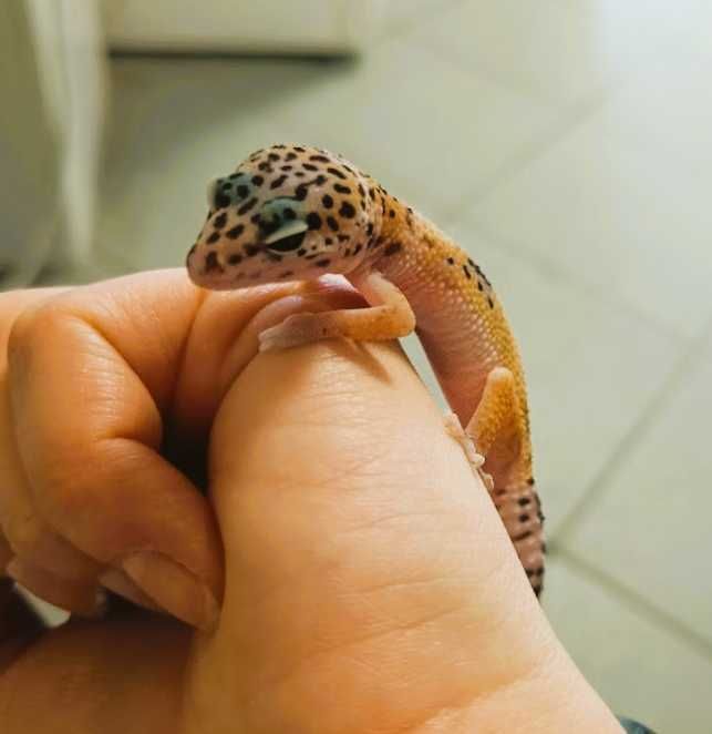 Gekon lamparci GRUBY KOCUR sklep zoologiczny Rzeszów