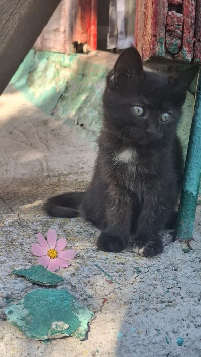 Кошеня кішка в добрі руки