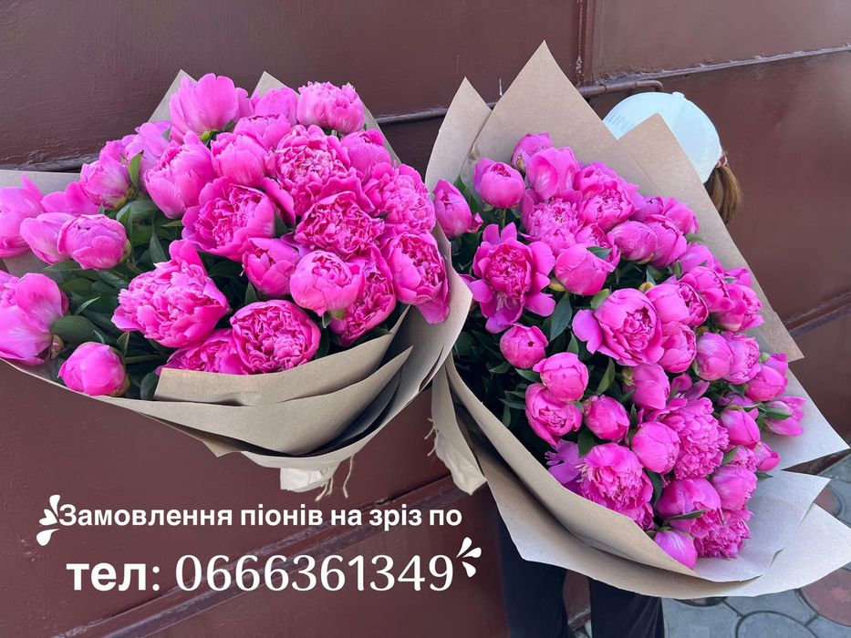 Пионы свежие на срез, пионы на срез, півонії домашні