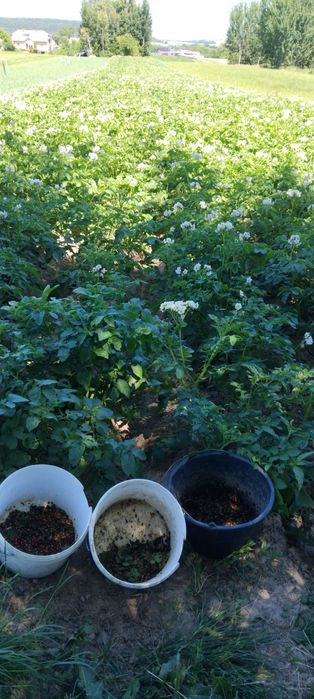 Ziemniaki z uprawy ekologicznej