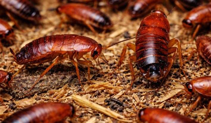 Karaczan turecki adult 100szt