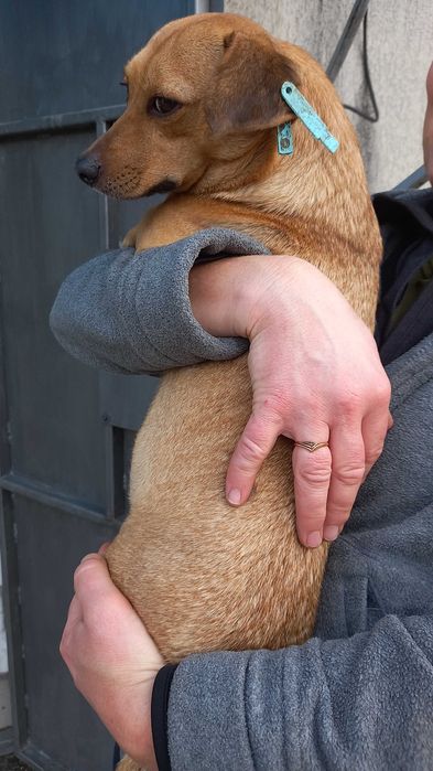 Маленька цікава собачка.