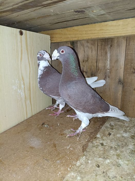 Golebie staropolskie