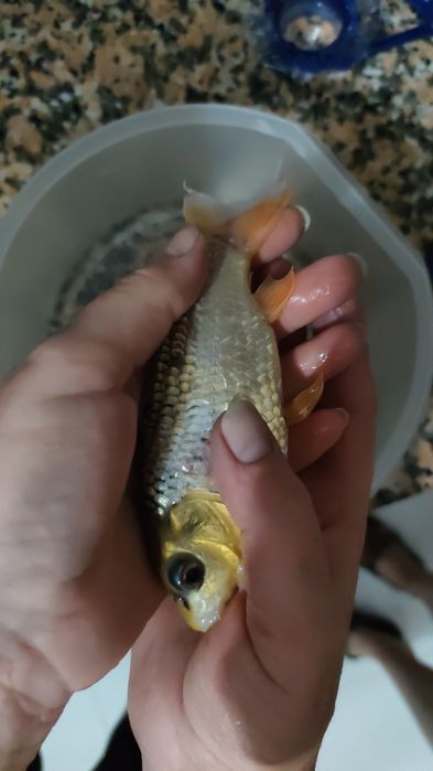 carpa koi 1 ano!