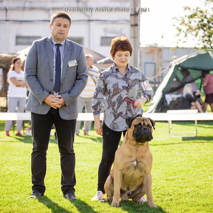 бульмастиф парень