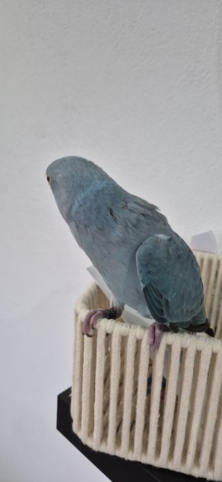 Ring nek azul criado a mão