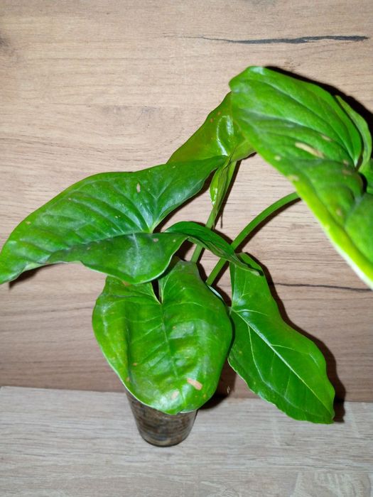 Syngonium collection/ колекція сингоніумів 12 різних сортів