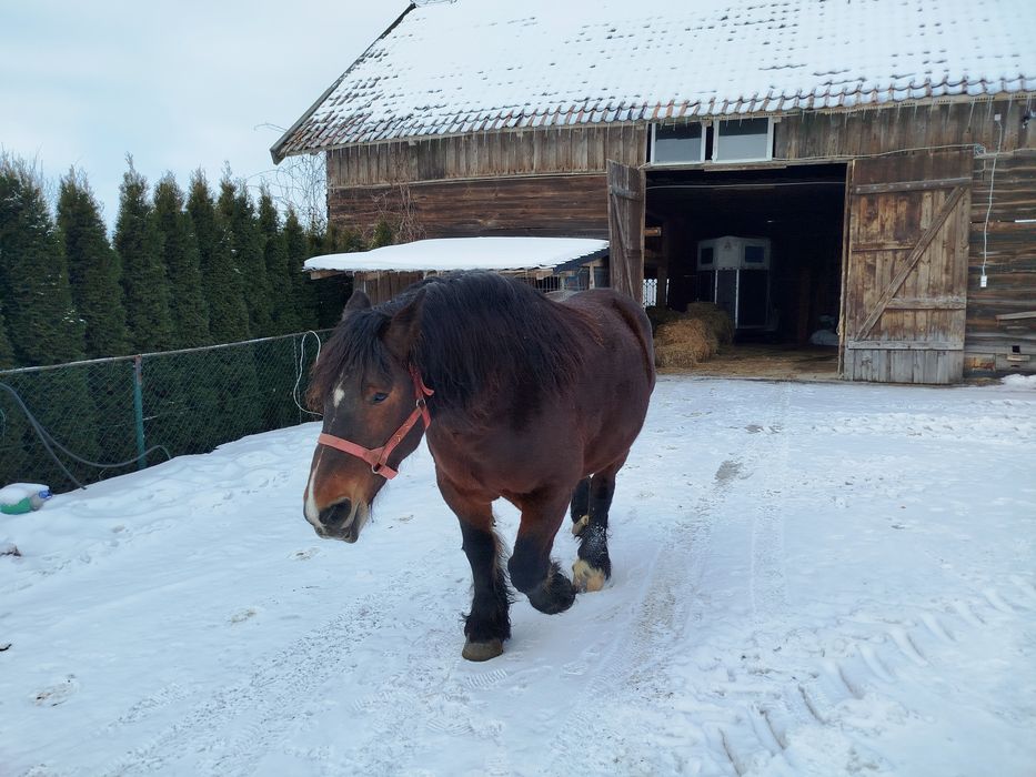 Klacz zimnokrwista źrebna