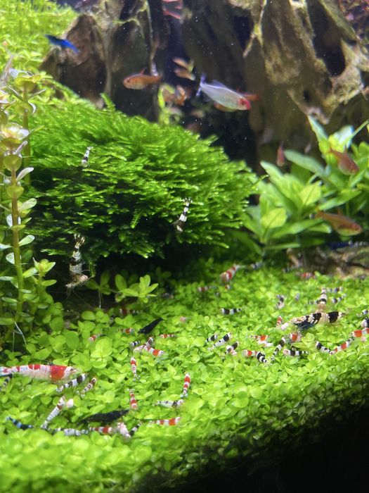 Акваріум 30х30х30