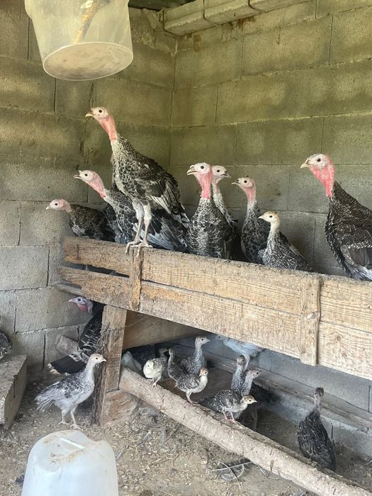 Vendo 30 perus grandes e pequenos