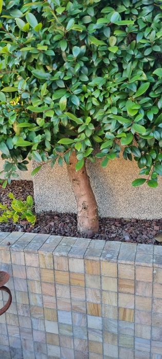 Eugénia em sebe já formada