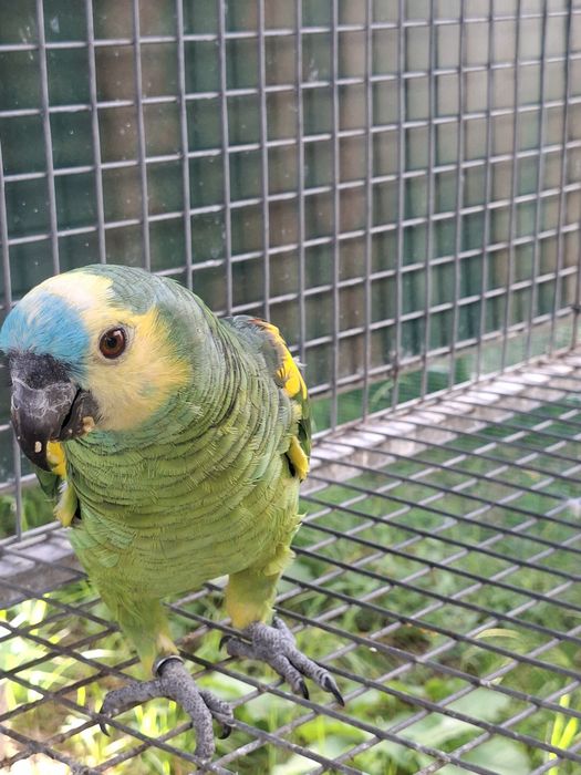 Amazona  aestiva Aestiva