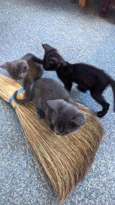 Отдам чудесных котят.