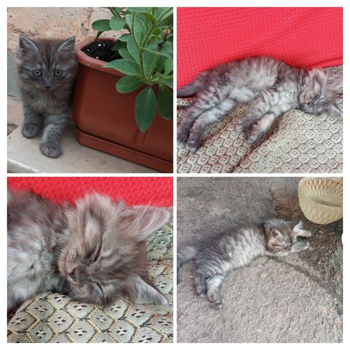 Розумники маленькі для радості на душі