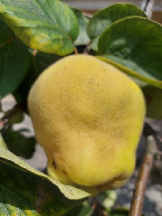 Marmelos ecológicos sem nenhum pesticida