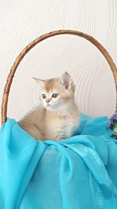 Золотые шиншиллы девочка и мальчик