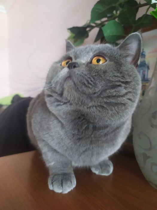 Кіт на в'язку, скотіш страйт.