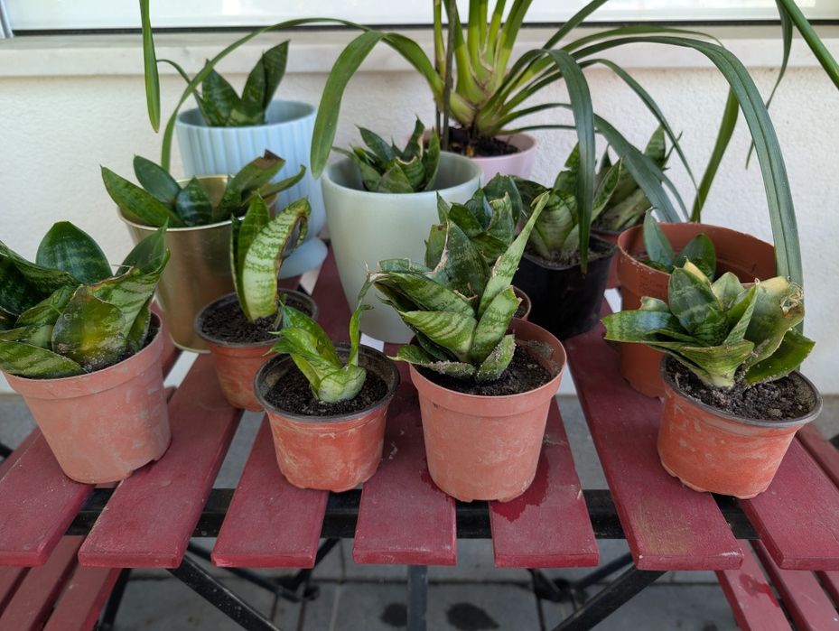 Plantas Espadas de São Jorge mini