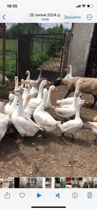 Продаються Гуси на розплід гуртом та в роздріб