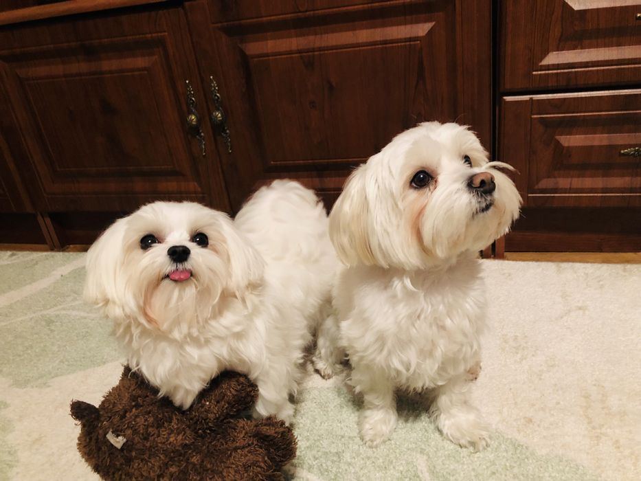 Злучка міні Мальтезе