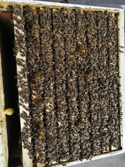 Rodziny produkcyjne - RAMKA DADANT