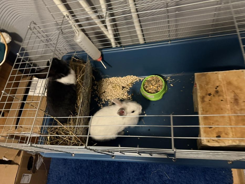 Декоративні кролики