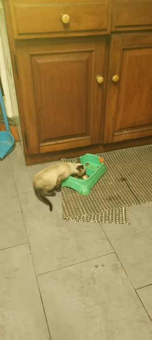Gatinho Siamês procura novo lar