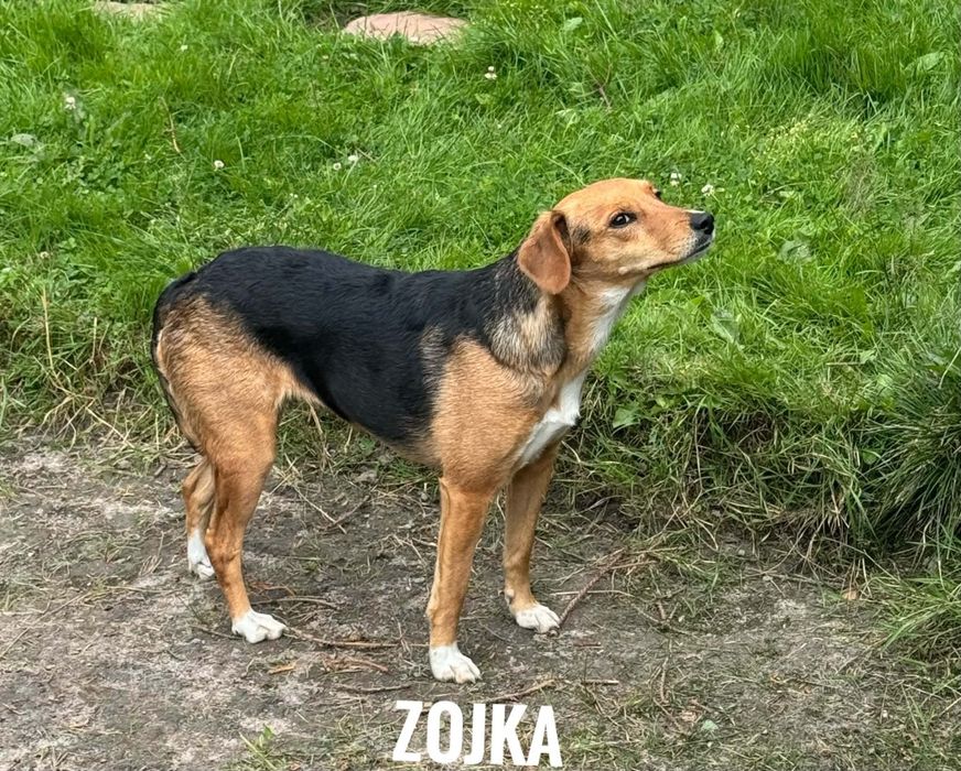 1, 5 roczna 12 kg przyjazna Zoja, adopcja za darmo oddam