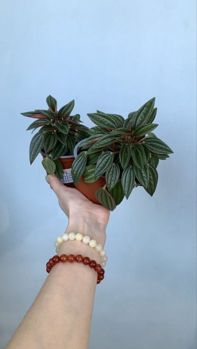 Продам Пеперомию Россо