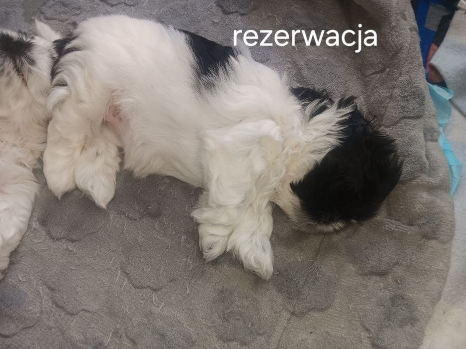 Szczeniaczki Shih tzu