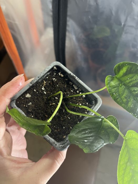 Monstera siltepecana