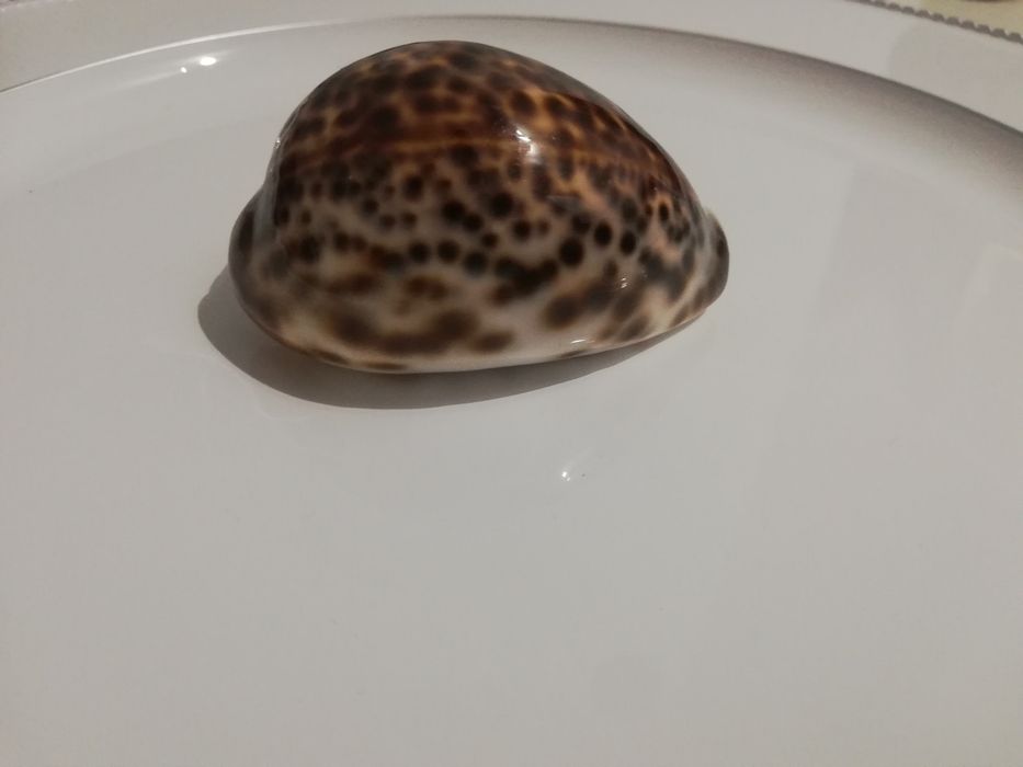 Muszla porcelanka tygrysia - Cypraea  tigris