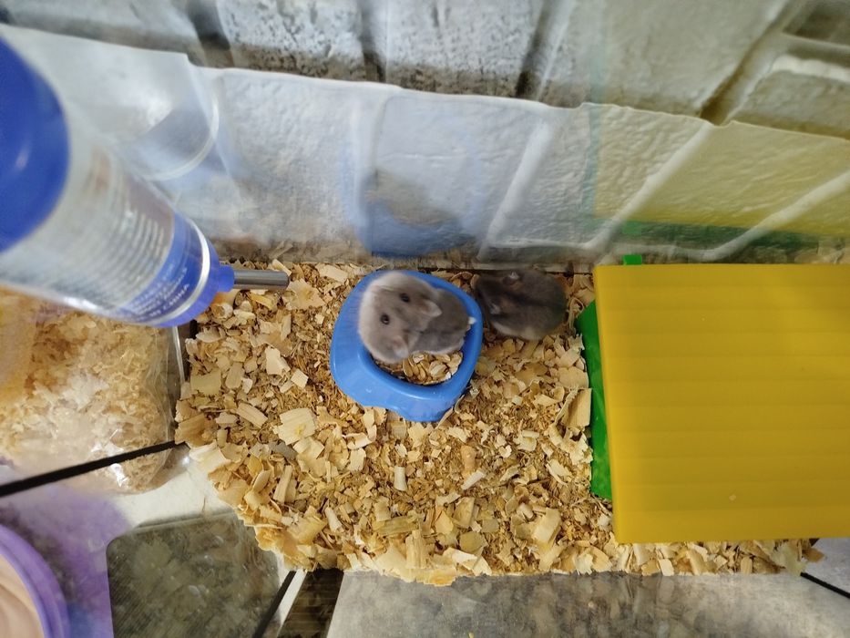 Джунгарики хомячки джунгарские