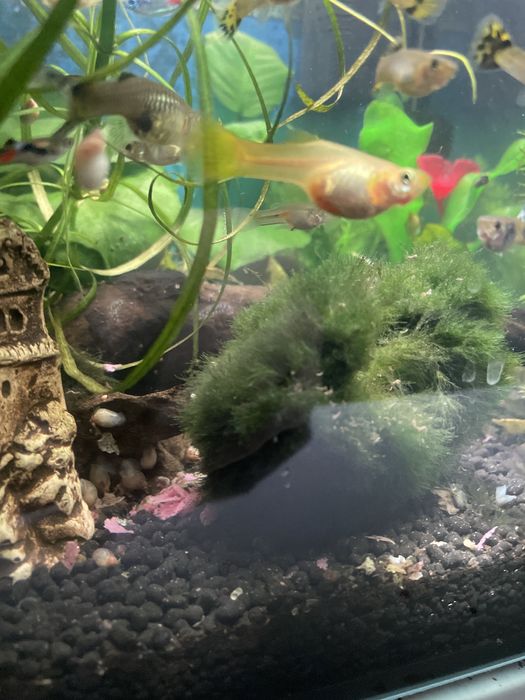 Gupiki złote młode